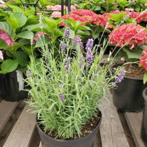 Lavandula Hidcote Blue