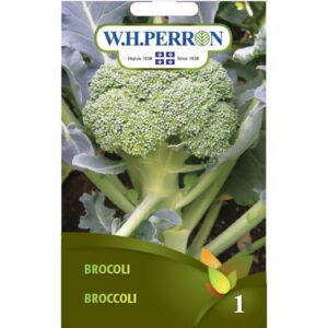 Brocoli