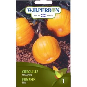 Citrouille miniature
