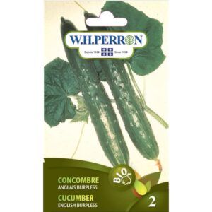 Conconbre Anglais Burpless