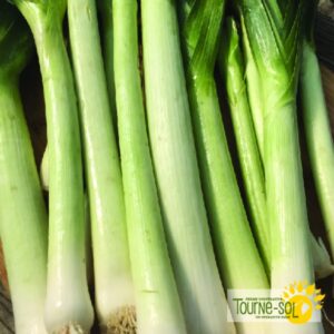 Poireau King Richard