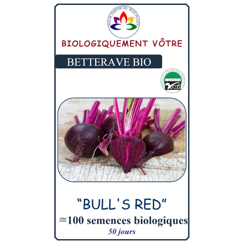 Betterave Bull's Red