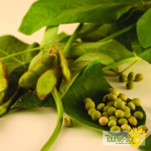 Harocot soja Edamame Envy