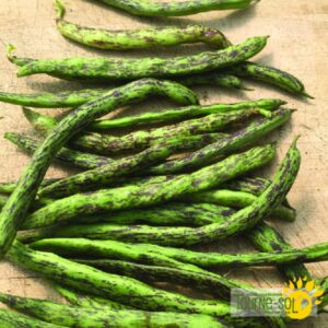 Haricot Grimpant Rattlesnake