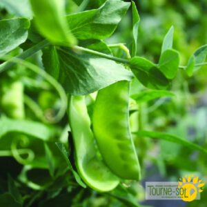 Pois Oregon Sugar Pod II