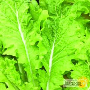 Chou Chinois Tokyo Bekana