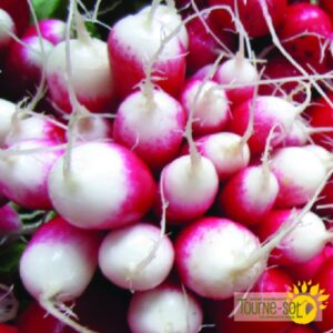 Radis French Breakfast