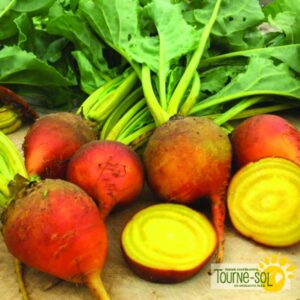 Betterave Touchstone Gold