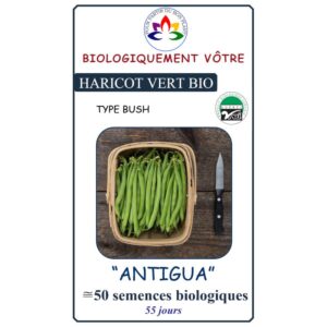 Haricot Vert Antigua