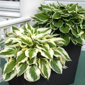 hosta Patriot