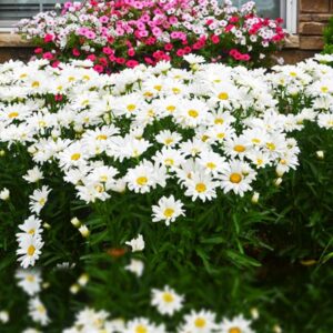 leucanthemum becky