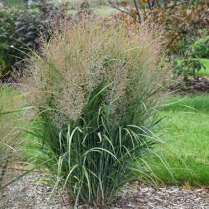 panicum gunsmoke