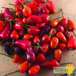 Piment fort Chinese Five Color