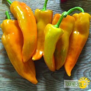 Poivron doux Gatherer's Gold