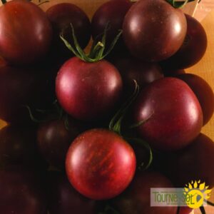 Tomate Black Cherry