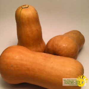 Courge Waltham Butternut