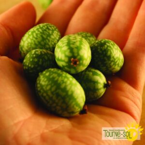 Cucamelon - Melon souris