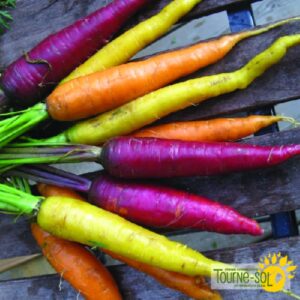 Carotte Doigts de Sorcière