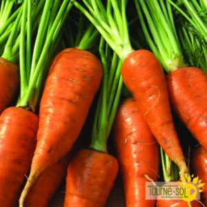 Carotte Red Cored Chantenay