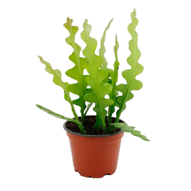 Cactus Fishbone Zig Zag