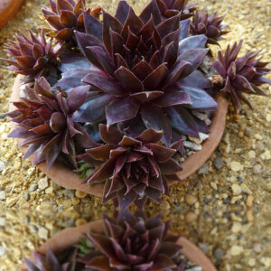 Sempervivum Black