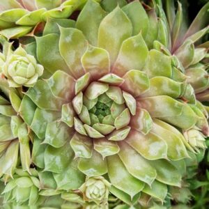 Sempervivum Pilloseum